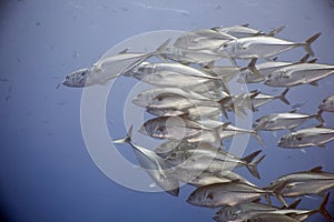 Bigeye trevally (caranx sexfasciatus)