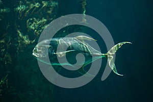 Bigeye trevally Caranx sexfasciatus