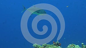 Bigeye Trevally with a cleaner fish