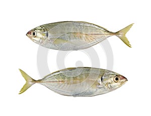 Bigeye trevally or Dusky jack or Great trevally sea fish isolate