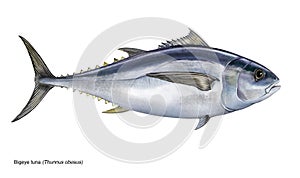 Bigeye tuna