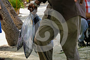 Bigeye tunas on the fish market on Maafushi Island Maldives