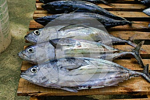 Bigeye tunas on the wood palette on the fish market on Maafushi Island Maldives