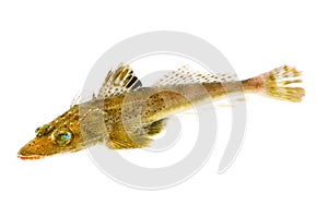 Bigeyed flathead-Suggrundus meerdervoortii
