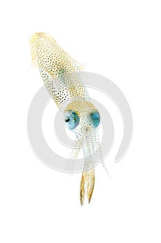Bigfin Reef Squid