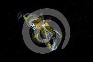 Bigfin Reef Squid in Dark Water photo