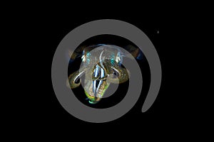 Bigfin reef squid, Sepioteuthis lessoniana photo