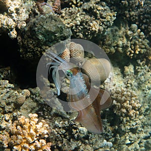 Bigfin Reef Squid