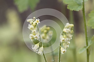 Bigflower tellima, Tellima grandiflora