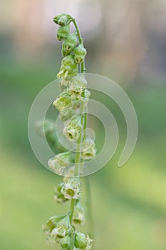 Bigflower tellima, Tellima grandiflora, close-up inflorescence