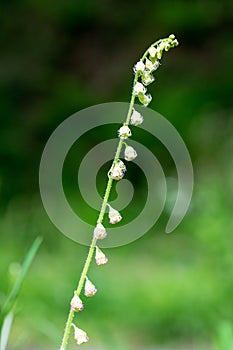 Bigflower tellima tellima grandiflower