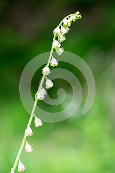 Bigflower tellima tellima grandiflower