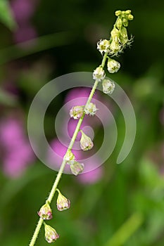 Bigflower tellima tellima grandiflower