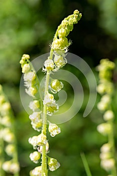 Bigflower tellima tellima grandiflower