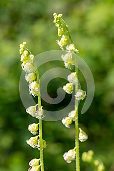 Bigflower tellima tellima grandiflower