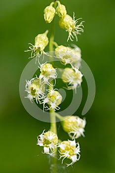 Bigflower tellima (tellima grandiflower
