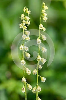 Bigflower tellima (tellima grandiflower