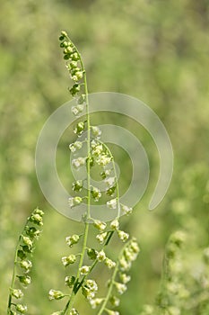 Bigflower tellima (tellima grandiflower