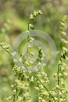 Bigflower tellima (tellima grandiflower