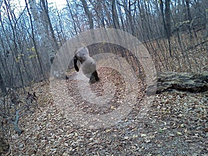 Bigfoot Sasquatch, Nature, Woods, Captured on Camera photo