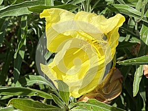 Bigfruit evening primrose / Oenothera macrocarpa, syn. Oenothera missouriensis / Ozark sundrop or Missouri evening primrose