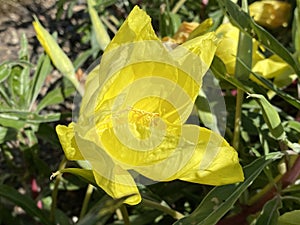 Bigfruit evening primrose / Oenothera macrocarpa, syn. Oenothera missouriensis / Ozark sundrop or Missouri evening primrose photo