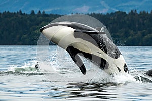 Bigg's orca whale jumping out of the sea in Vancouver Island, Canada