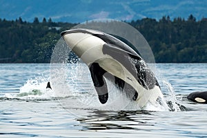 Bigg's orca whale jumping out of the sea in Vancouver Island, Canada