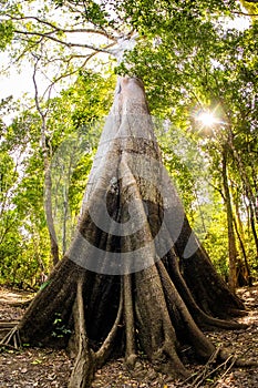 Biggest Amazon tree Angelim Vermelho in tropical rainforest photo