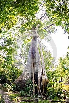 Biggest Amazon tree Angelim Vermelho in tropical rainforest photo