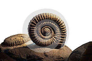 biggest ammonite fossil isolated on white background. Marine animal fossils were found in primitive seas.