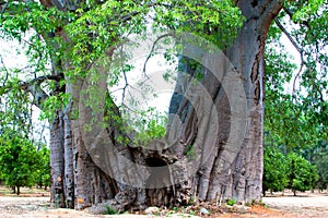 Biggest baobab in South Africa