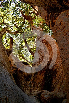 Biggest baobab tree in Senegal