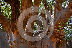 Biggest baobab tree in Senegal