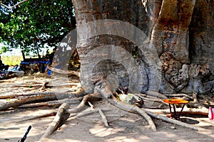 Biggest baobab tree in Senegal