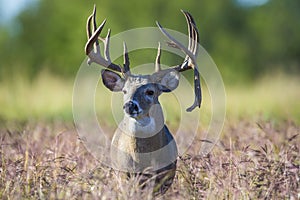 The biggest buck ever photo