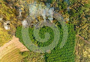 El mas grande causar de Bosque pérdida es un agrícola deforestación  ecológico dano en Sureste  globalmente calentando a 