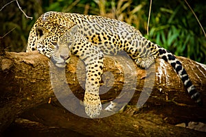 Brasiliano giaguaro 