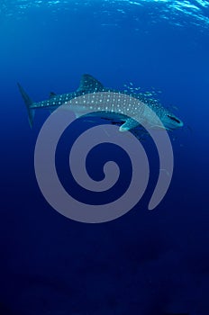 Whale shark (Rhincodon typus) photo