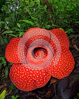 The Biggest Flower in the world Rafflesia Arnoldii