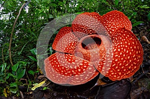 The Biggest Flower in the world Rafflesia Arnoldii