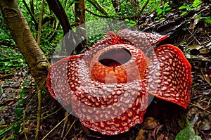 The Biggest Flower in the world Rafflesia Arnoldii