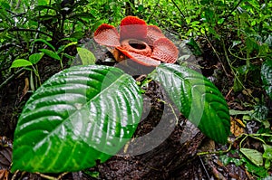 The Biggest Flower in the world Rafflesia Arnoldii