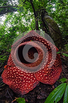 The Biggest Flower in the world Rafflesia Arnoldii