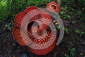 The Biggest Flower in the world Rafflesia Arnoldii