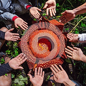 The Biggest Flower in the world Rafflesia Arnoldii
