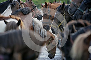 Biggest horse trade fair of Western Europe