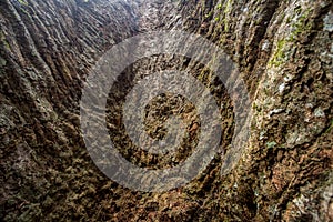 The biggest Krabak Tree