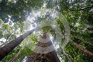 The biggest Krabak Tree