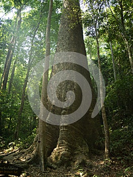 Biggest krabak tree thailand